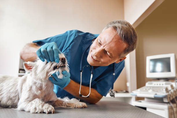 Best Dental Abscess Treatment in Pecan Acres, TX